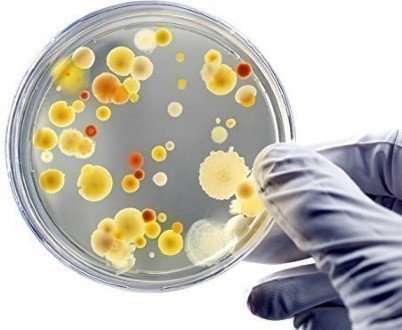 Fermento de gente: cientistas inserem genes musculares humanos em leveduras