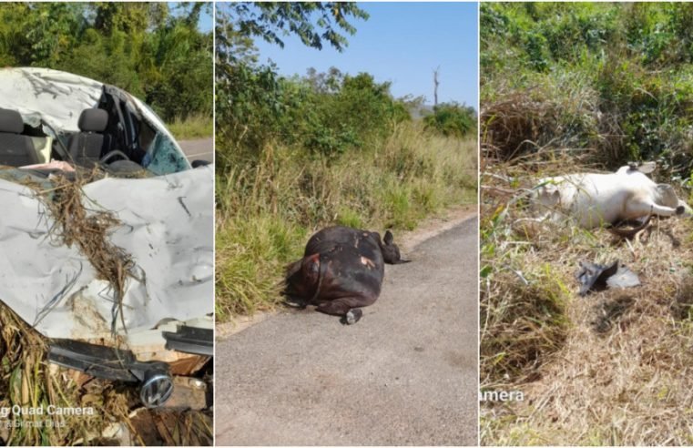 Casal fica ferido após carro baterem em duas vacas no meio de pista da MT 343