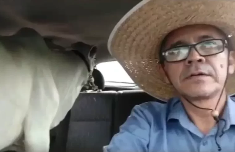 Homem transporta boi dentro de carro no interior do AC e vídeo viraliza nas redes sociais: ‘sistema é bruto’