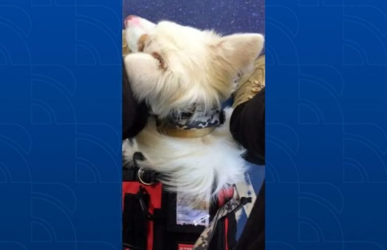 Jovem autista é impedido de entrar em ônibus de Curitiba com cão de serviço