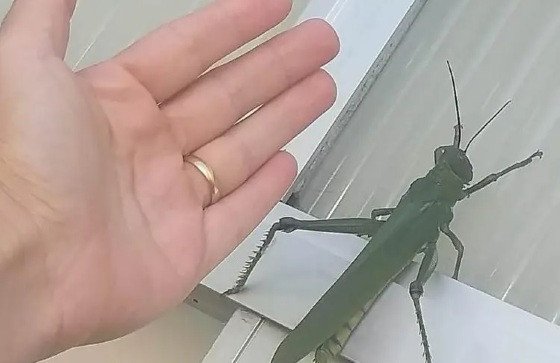 Gafanhotos gigantes invadem Cuiabá e podem destruir plantações e pomares