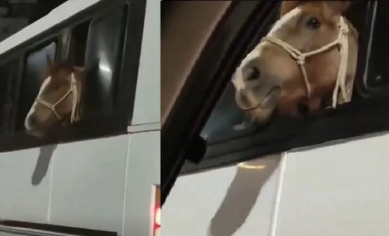 Cavalo é flagrado ‘viajando’ em ônibus em SC