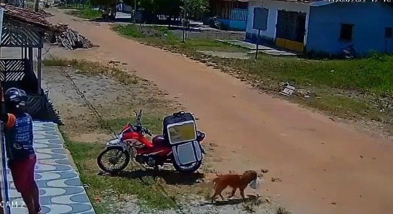Cachorro pega marmita, se esconde e engana entregador no Pará