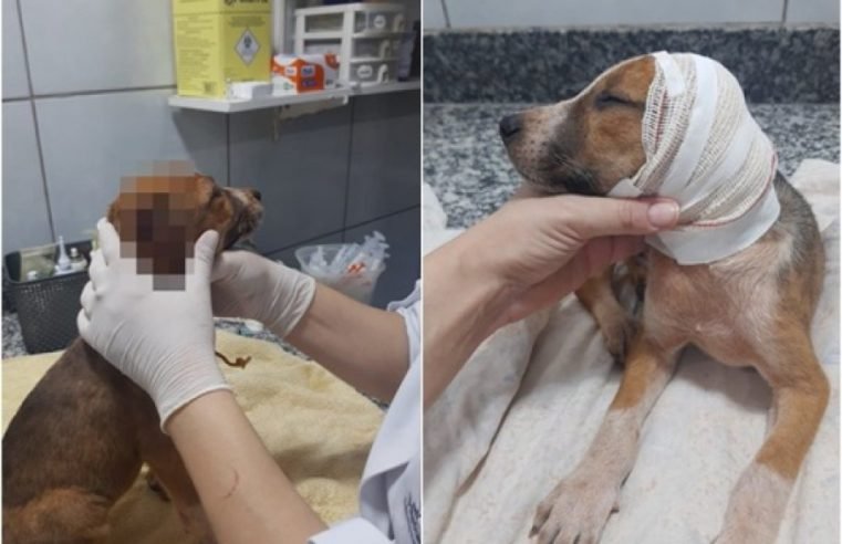 Filhote de cachorro é encontrado com orelhas e rabos cortados dentro de saco de lixo