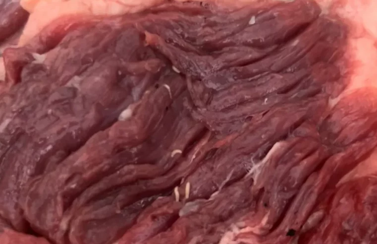 PC encontra carne podre que seria distribuída em escolas públicas em MS