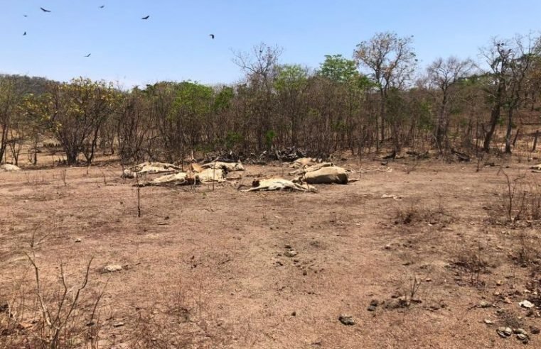 Polícia prende ”fazendeiro” por deixar gado morrer de fome e sede em Goiás