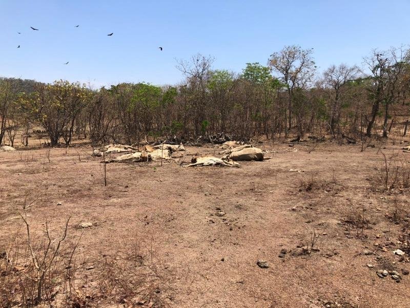 Polícia prende ”fazendeiro” por deixar gado morrer de fome e sede em Goiás