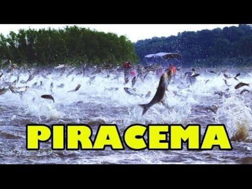 Proibição da pesca nos rios de Mato Grosso começa nesta segunda-feira (3)