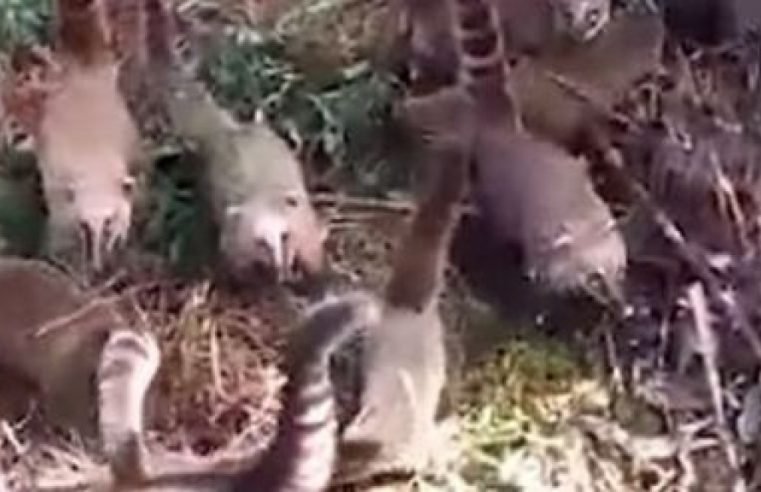 Quatis ‘invadem’ casa e consomem 4 kg de bacon e 1 litro de pinga