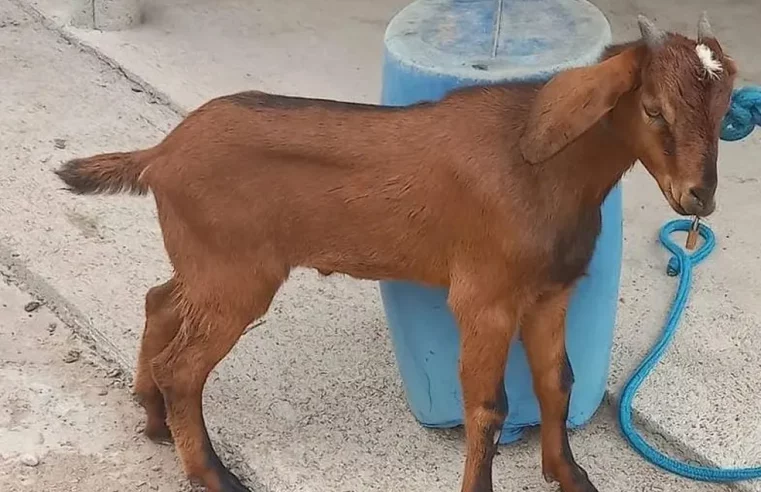 Bode é encontrado com boca costurada com linha de nylon no interior de Minas