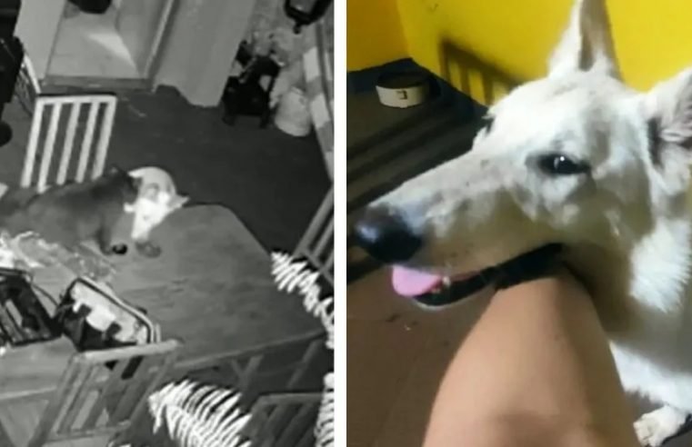 Após brigar com gato, pastora suíça pega controle de portão, abre e foge de casa em MS