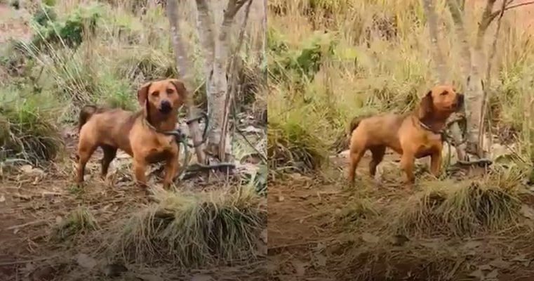 Cão é encontrado amarrado a árvore após latir durante dois dias em matagal de Campina Grande do Sul