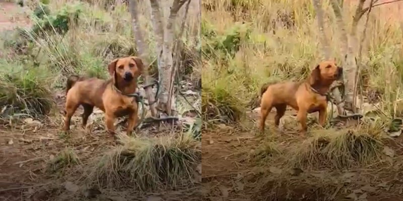 Cão é encontrado amarrado a árvore após latir durante dois dias em matagal de Campina Grande do Sul