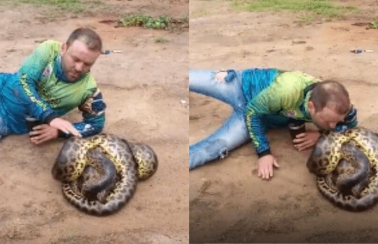Pescador grava vídeo beijando sucuris durante acasalamento, e polícia faz alerta: ‘mantenham distância’