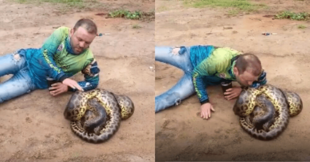 Pescador grava vídeo beijando sucuris durante acasalamento, e polícia faz alerta: ‘mantenham distância’