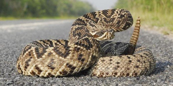 Cobra pega carona em carro e aparece em oficina no norte do Paraná