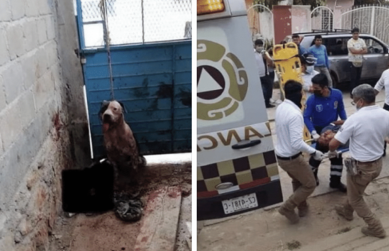Pitbull ataca assaltante e família de suspeito quer morte de cachorro no México