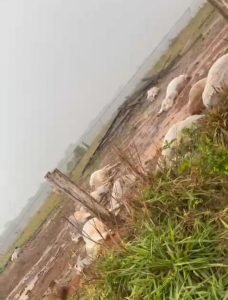 17 Novilhas morrem após serem atingidas por raio em fazenda de Alta Floresta