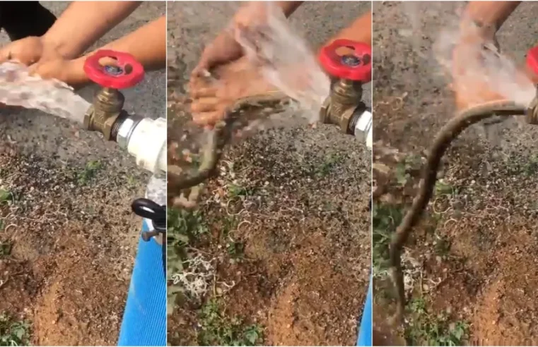 Cobra sai de torneira durante inauguração de poço e assusta moradores no Ceará