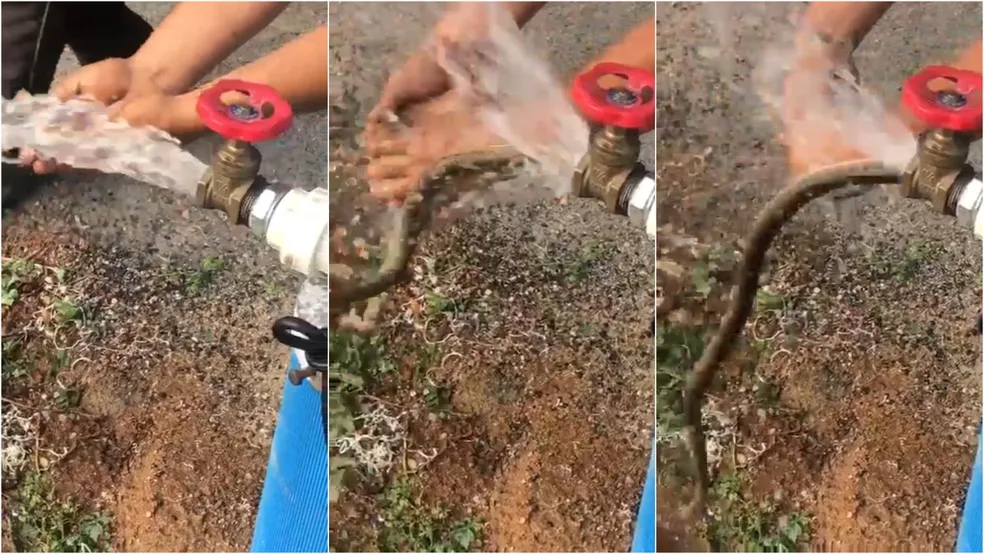 Cobra sai de torneira durante inauguração de poço e assusta moradores no Ceará