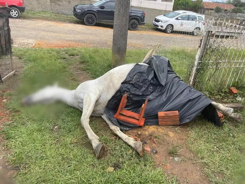 Adolescentes acionam explosivo dentro de égua em Mafra: ‘ato cruel’