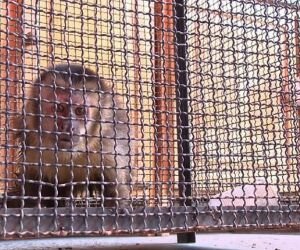 Macaco é ‘preso’ pelos bombeiros após praticar furtos e perseguir cachorro com faca em MT