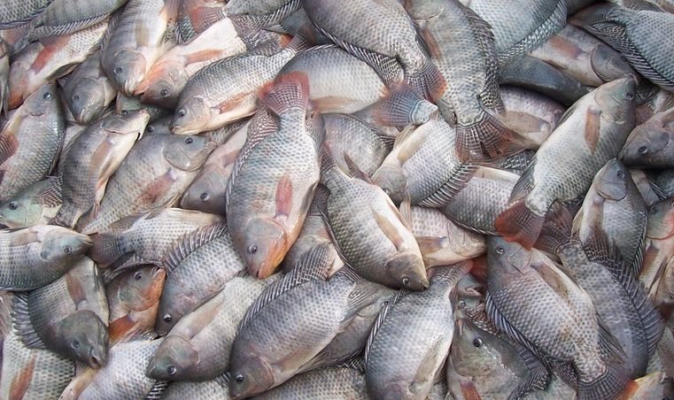 Descoberta superbactéria que atinge tilápias no Brasil