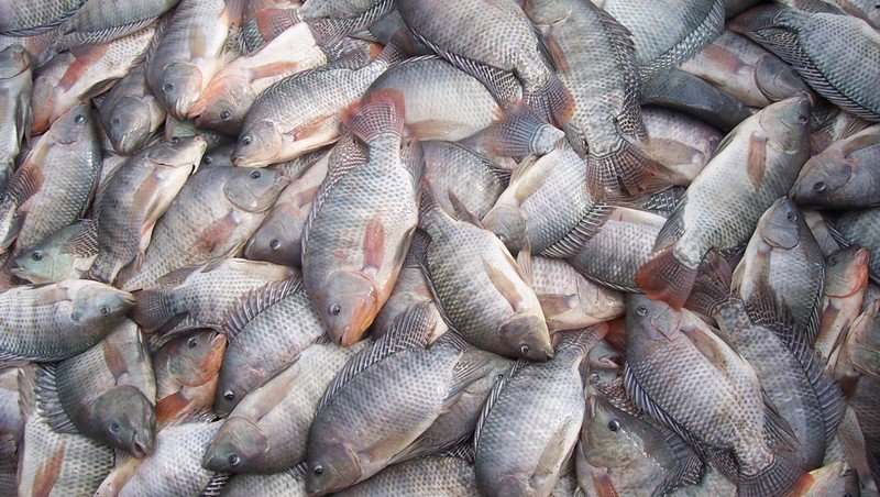 Descoberta superbactéria que atinge tilápias no Brasil