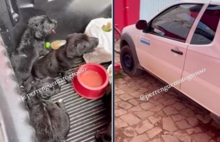 Filhotes são abandonados sob sol quente dentro de carro da Amaggi