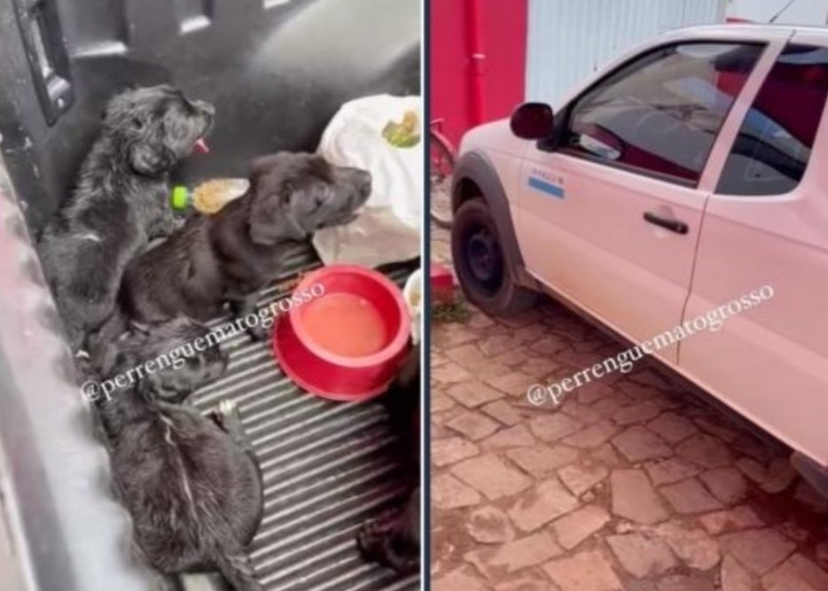 Filhotes são abandonados sob sol quente dentro de carro da Amaggi