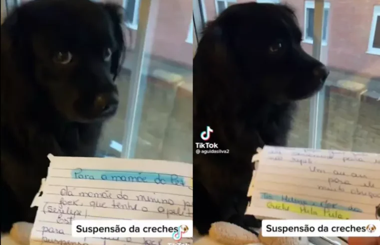 Cachorro é suspenso de creche, causa revolta nas redes e vídeo viraliza