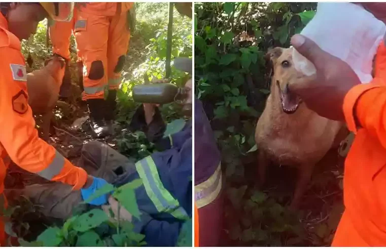 Bombeiros ouvem latido de cão e encontram idoso de 81 anos perdido