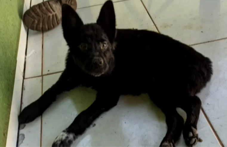 Jovem é preso suspeito de espancar cachorros e mantê-los amarrados dentro de casa sem água e comida, em Pires do Rio