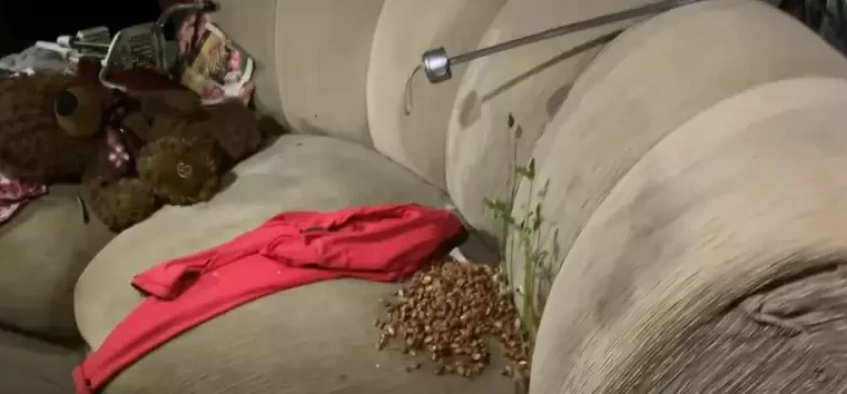 SP: crianças são resgatadas sozinhas em casa suja, até com feijões brotados no sofá