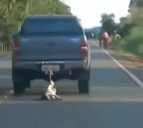Hilux arrasta cachorro até à morte em rodovia de Goiás; polícia busca por motorista