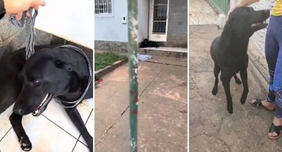 Família se muda e deixa labrador preso para morrer no quintal