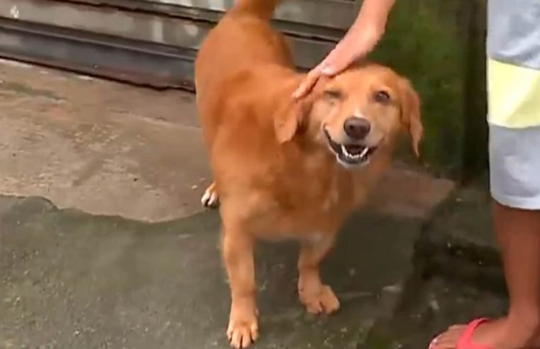 Cachorro salva criança de 10 anos de abuso sexual