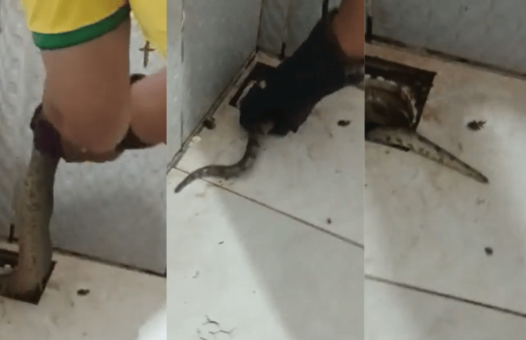 Serpente assusta moradores ao aparecer em ralo de residência no PA