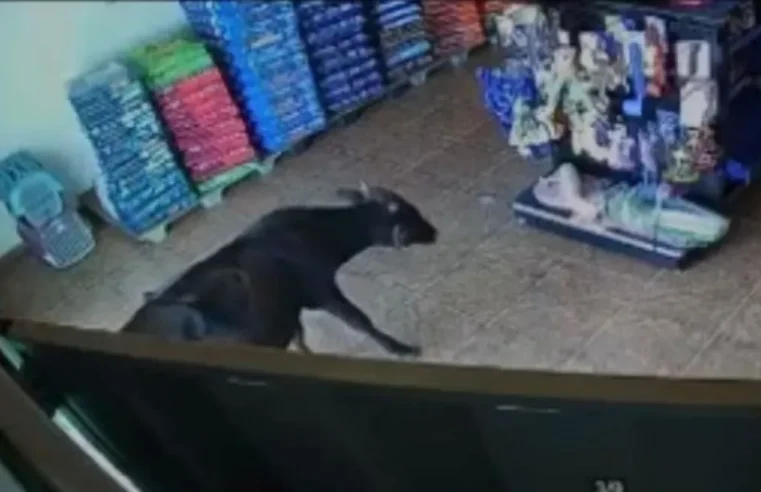 Bezerro “visita” pet shop no interior de Goiás