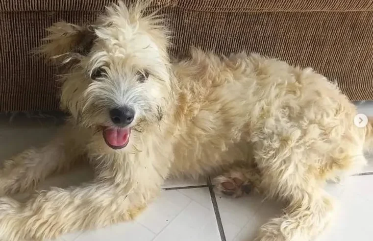 Mulher compra sofá usado, encontra cachorra dentro dele ao chegar em casa, e animal ganha novo lar em SC