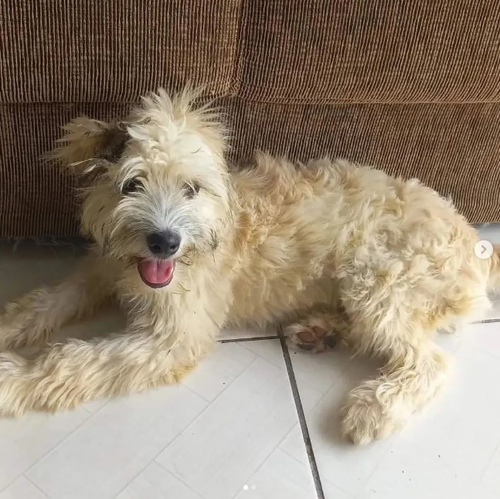 Mulher compra sofá usado, encontra cachorra dentro dele ao chegar em casa, e animal ganha novo lar em SC