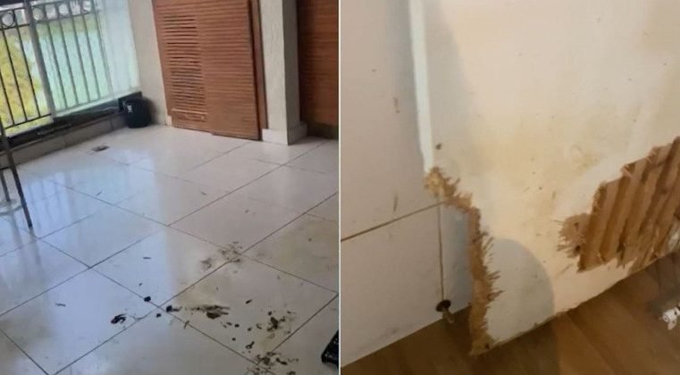 Vizinhos denunciam moradora por manter canil clandestino em cobertura de luxo no Rio