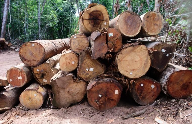 Período proibitivo para exploração do manejo sustentável começa nesta quarta-feira (1°)