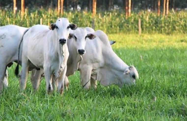 Brasil confirma caso de “vaca louca” no Pará e suspende exportação de carne à China