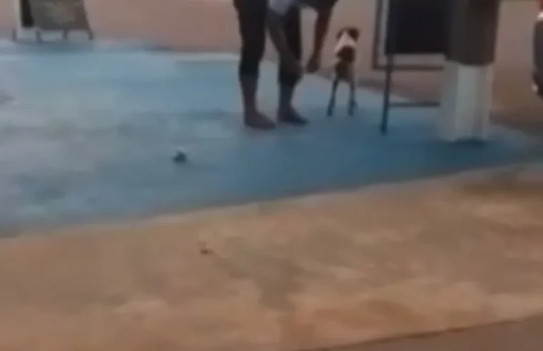 Vereador de MT é filmado colocando bombinha em rabo de cachorro