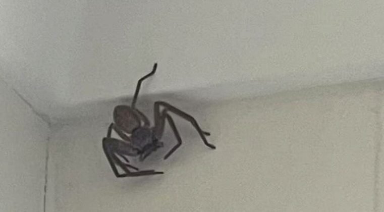 Mulher desesperada oferece R$ 174 para quem remover uma aranha imensa da casa dela na Austrália