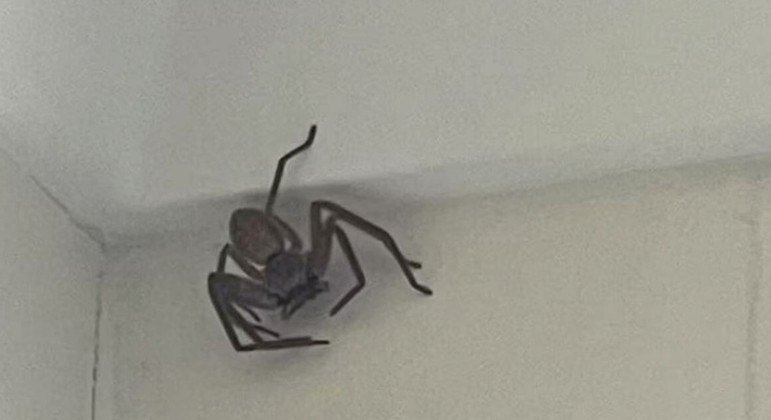 Mulher desesperada oferece R$ 174 para quem remover uma aranha imensa da casa dela na Austrália