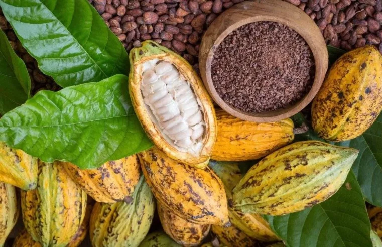 Adepará inicia demarcação das rotas de risco para a monilíase do cacaueiro na região oeste do Pará