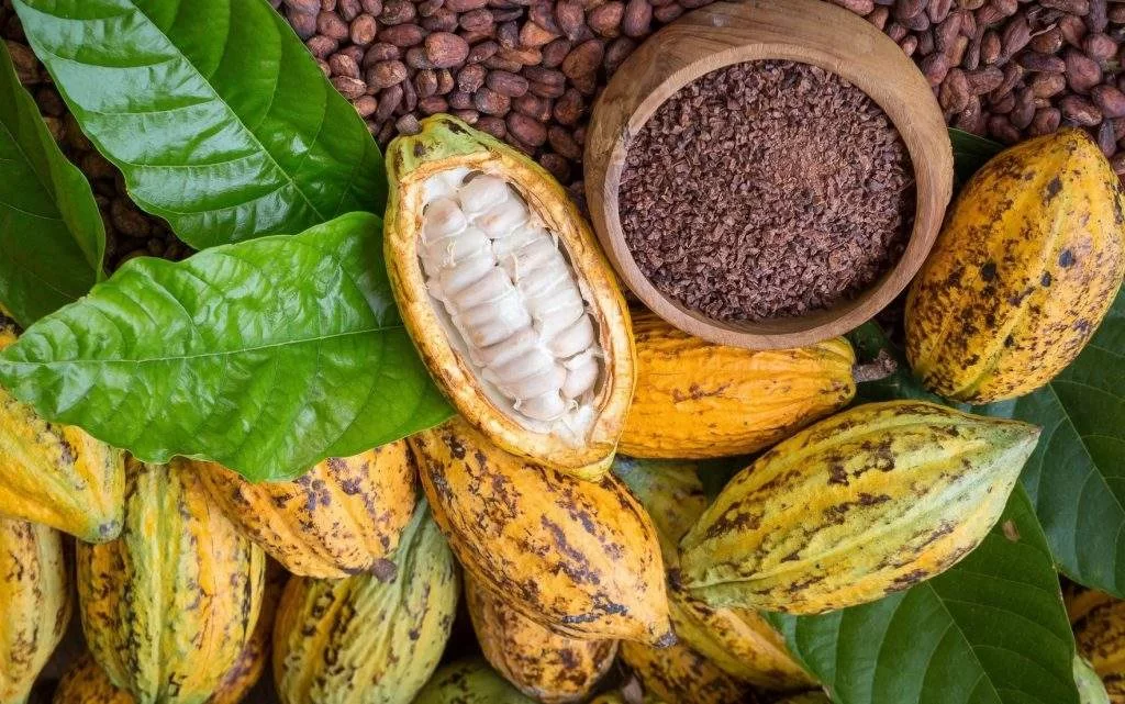 Adepará inicia demarcação das rotas de risco para a monilíase do cacaueiro na região oeste do Pará