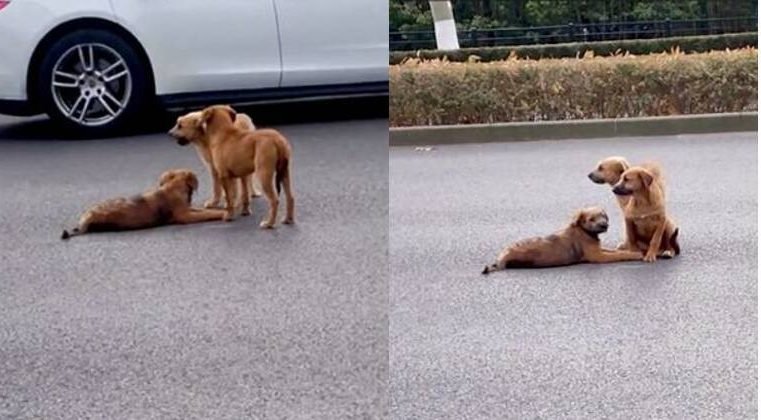 Dupla de cachorros fica de guarda e protege cão ferido no meio de rua movimentada